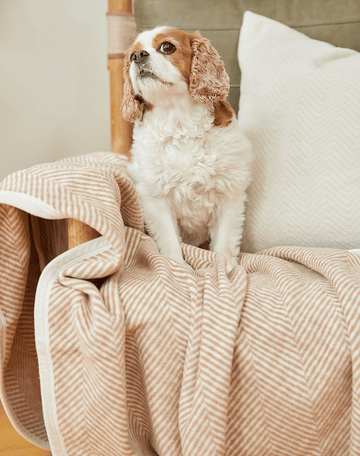 Pet