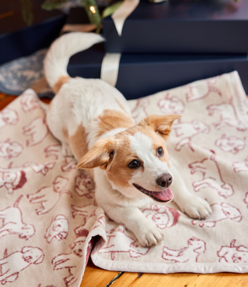 Small tan and white dog lying on beige blanket with red Santa hat pattern.4