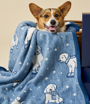 Blue midi blanket with white puppy and star pattern, draped over a brown and white corgi.3